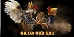 ga-da-cua-sat-anh-dai-dien